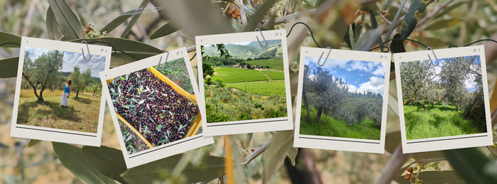 Toscan Olive Garden